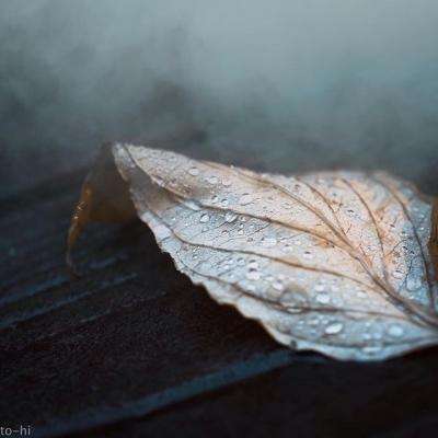 英雄联盟押注app